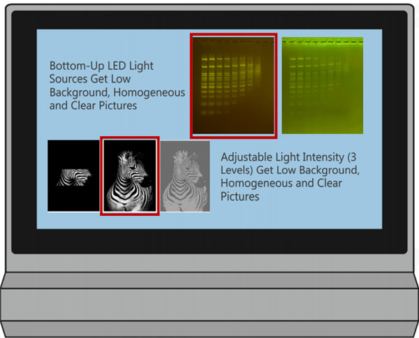 分子克隆:跑膠切膠