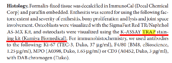 TRAP stain: TRAP染色