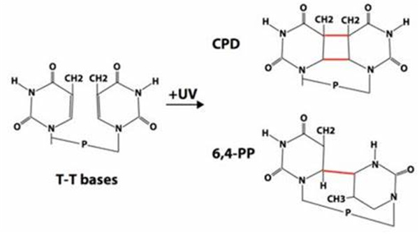 誘導(dǎo)DNA 損傷
