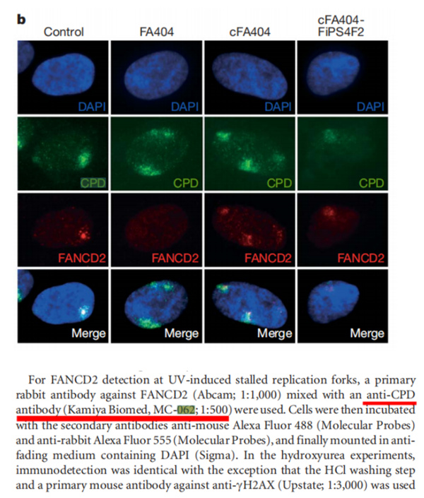 誘導(dǎo)多能干 (iPS) 細(xì)胞的產(chǎn)生使患者特異性多能細(xì)胞的衍生成為可能