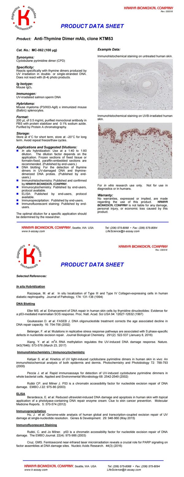 誘導(dǎo)多能干 (iPS) 細(xì)胞