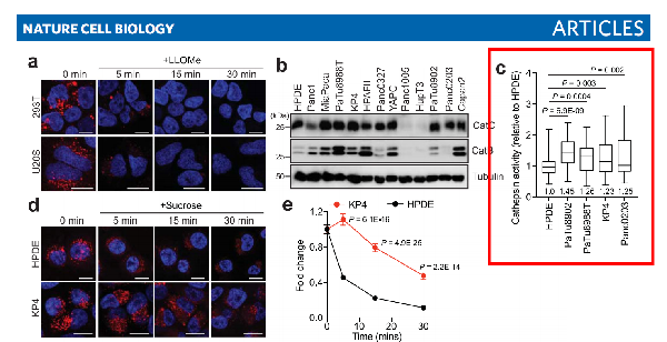 魔力紅?組織蛋白酶B活性分析試劑盒