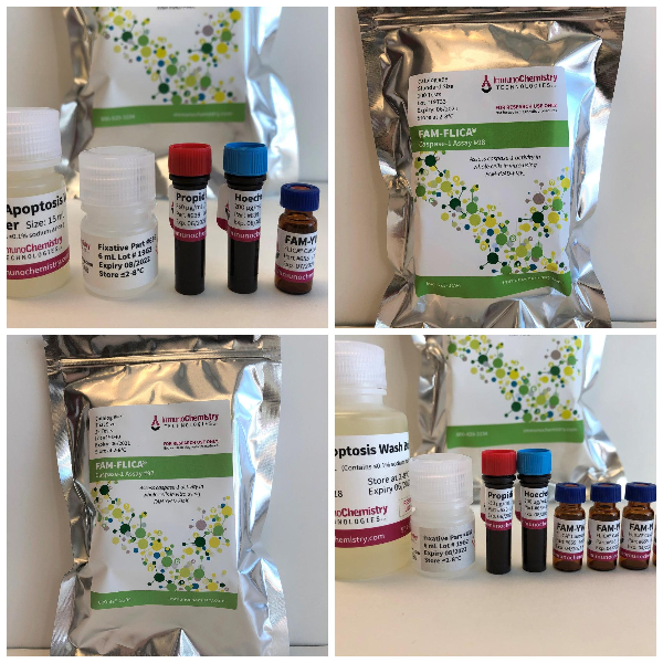 動態(tài)檢測 活細(xì)胞 內(nèi)的Caspase-1的活性