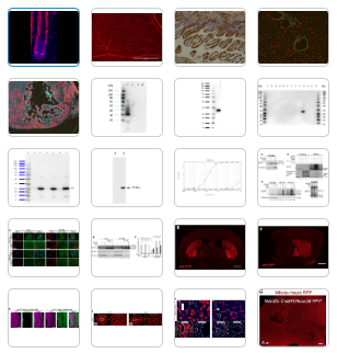 抗體適用實(shí)驗(yàn)類型