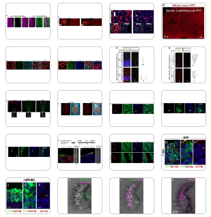 抗體適用實(shí)驗(yàn)類型
