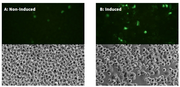 用陰性對照(非誘導(dǎo)的，A)或5 ng/mL的佛波酯PMA誘導(dǎo)處理的THP-1細(xì)胞