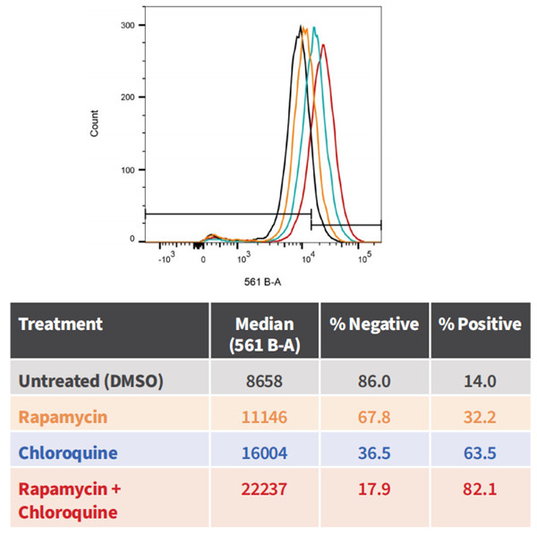 自噬檢測試劑盒