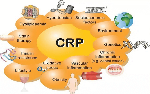 小鼠C-反應(yīng)蛋白（CRP）高敏ELISA試劑盒
