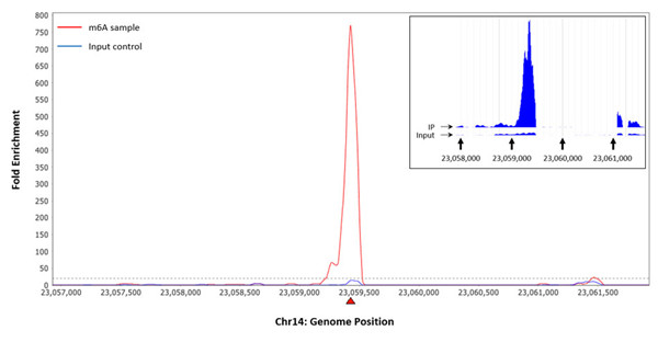 使用m6A RNA甲基化片段富集試劑盒富集m6A RNA