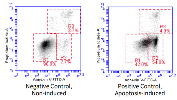 Annexin V-FITC/PI雙染流式分析細(xì)胞凋亡 