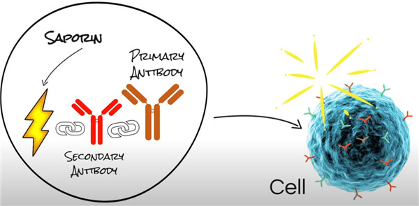 抗體藥物偶聯(lián)物