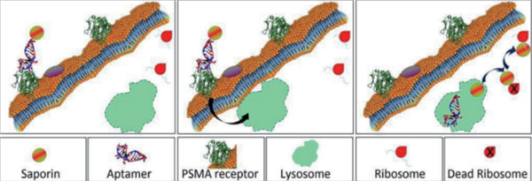 用靶向毒素評估RNA適體（RNA aptamer）的內(nèi)化功能(體外實驗)