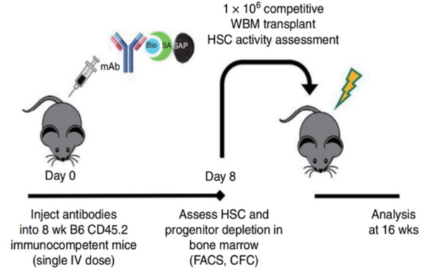 CD117抗體偶聯(lián)藥物 (CD117-ADC)耗竭造血干細(xì)胞