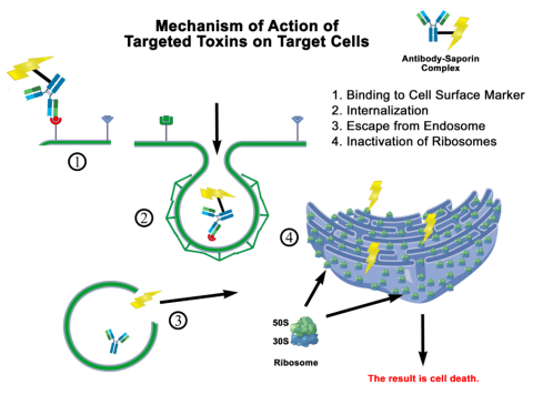 皂草素(Saporin)作用機理