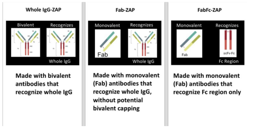 3類不同Saporin二級偶聯(lián)物的作用效果對比