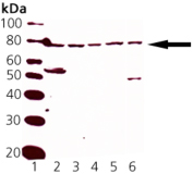 Nrf2的蛋白質(zhì)印跡分析
