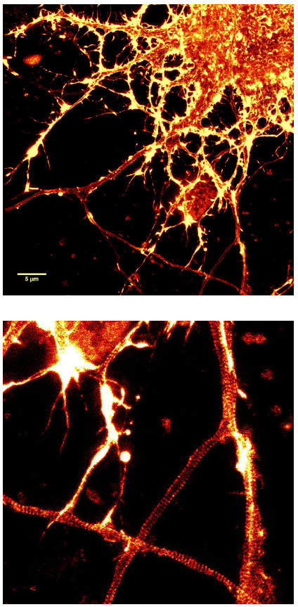 細胞骨架試劑盒