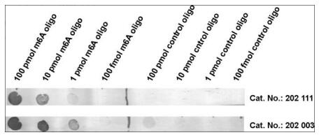 m6A和對(duì)照寡核苷酸的數(shù)量檢測(cè)