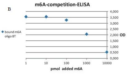 釋放抗體結(jié)合的m6A
