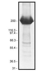 纖連蛋白純度測(cè)定