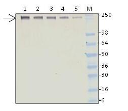生物素化纖連蛋白的檢測(cè)