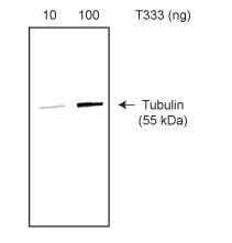 生物素微管蛋白的純度測定