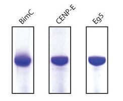 驅(qū)動(dòng)蛋白運(yùn)動(dòng)域蛋白的純度