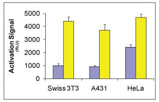 通過 G-LISA 試劑盒 BK121 測量的溶血磷脂酸