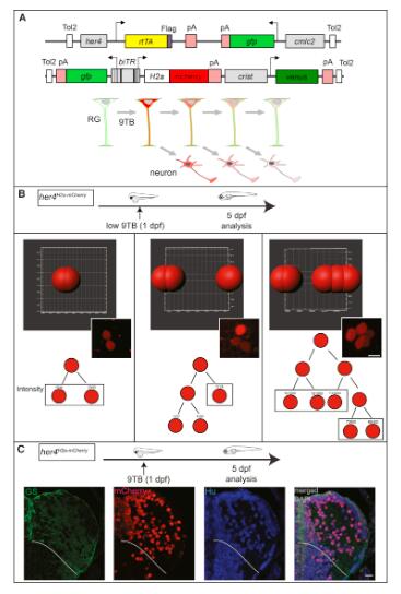 9-tert-Butyl Doxycycline HCl.jpg