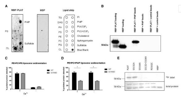 PC1-PLAT選擇性結(jié)合陰離子磷脂PS和Pl4p（A）蛋白質(zhì)-脂質(zhì)覆蓋測定