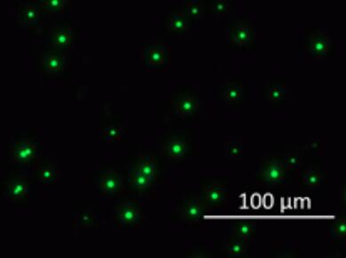 PS脂質(zhì)微粒