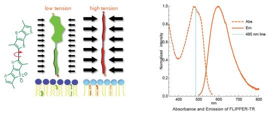 熒光細(xì)胞膜顯微鏡的鰭狀肢-TR 試劑盒
