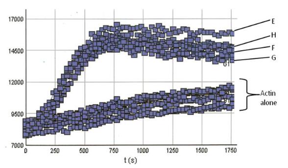 使用Arp2 / 3和VCA結(jié)構(gòu)域蛋白進(jìn)行肌動蛋白聚合測定