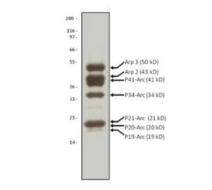 Arp2/3 蛋白質(zhì)純度測定