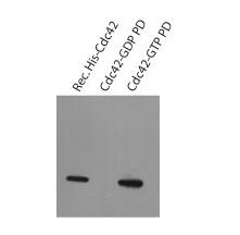 BK035 Rac1活化測定的結(jié)果