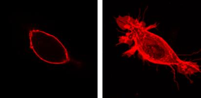 純化的抗PtdIns(4,5)P2(2C11)單克隆抗體