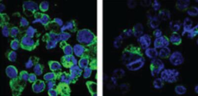 純化的抗PtdIns(3,4,5)P3單克隆抗體