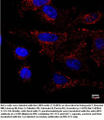 純化小鼠抗LBPA (BMP)