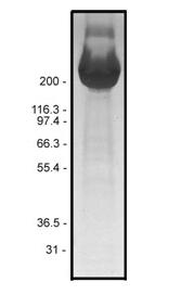羅丹明纖連蛋白純度測定