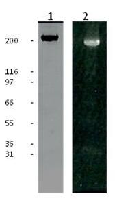 HiLyte Fluor? 488 標(biāo)記的纖連蛋白純度測定