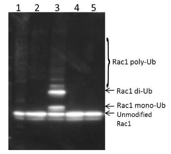 研究高瞬態(tài)穩(wěn)壓事件