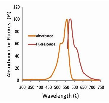 Acti染?筆環(huán)肽的發(fā)射和激發(fā)掃描