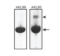 純度蛋白質(zhì)純度