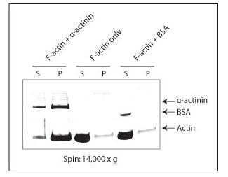 使用AKF99進(jìn)行長絲結(jié)合旋下測定