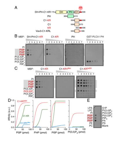  磷脂酰肌醇 4，5-二磷酸 18：0/20：4出版精選