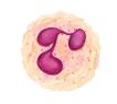 Neutrophils.jpg