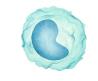 Monocytes.jpg