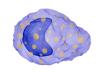 Mast Cell.jpg