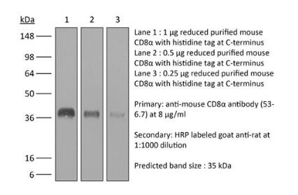 體內(nèi)單克隆抗體抗小鼠CD8α