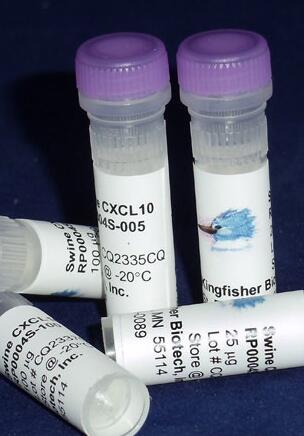 CXCL10 跨物種同源性 